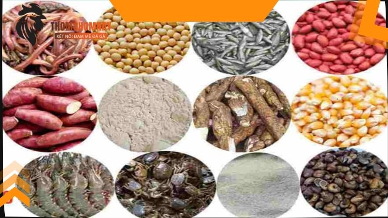 Khám phá một số cách nuôi gà đá bị gãy cánh tốt nhất hiện nay 4 Cách nuôi gà đá bị gãy cánh bằng việc vào nghệ
